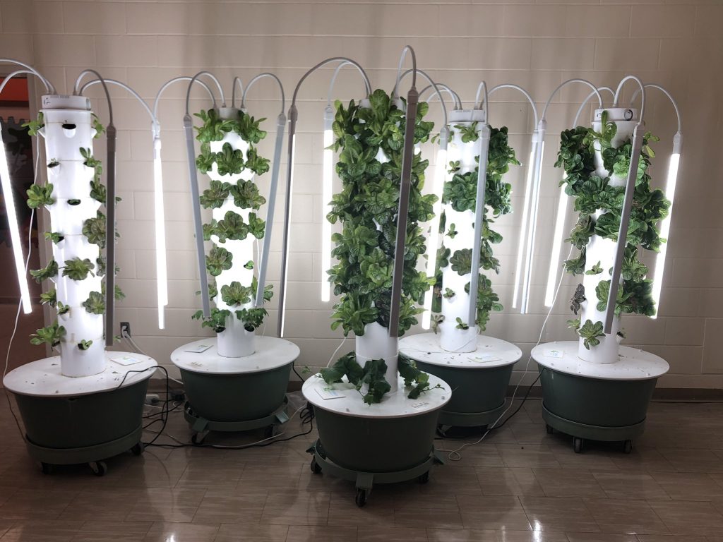 Five Aeroponic garden towers with kale and lettuce