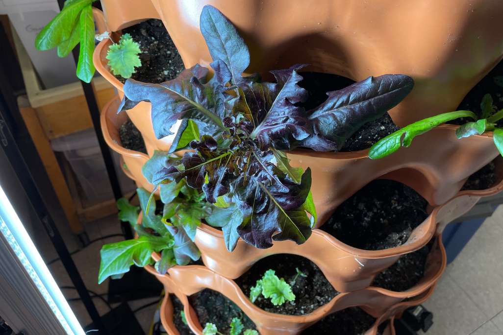 Vermicompost garden tower with red lettuce growing